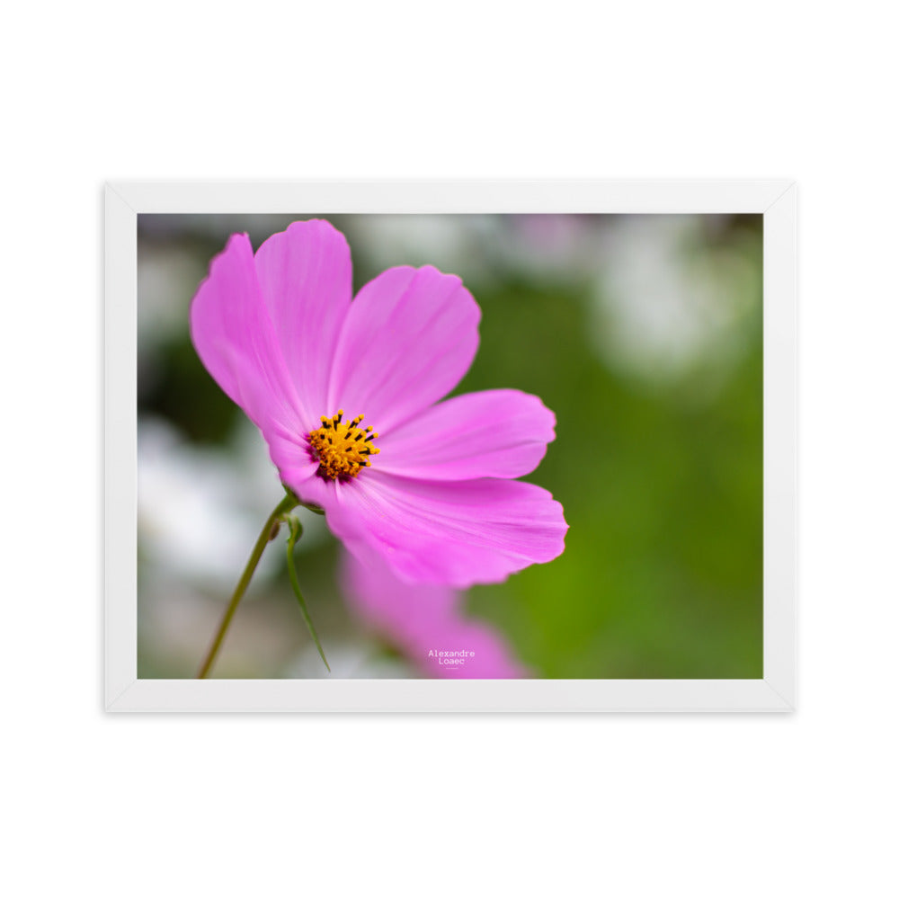 petite fleur face au lac d'Annecy 