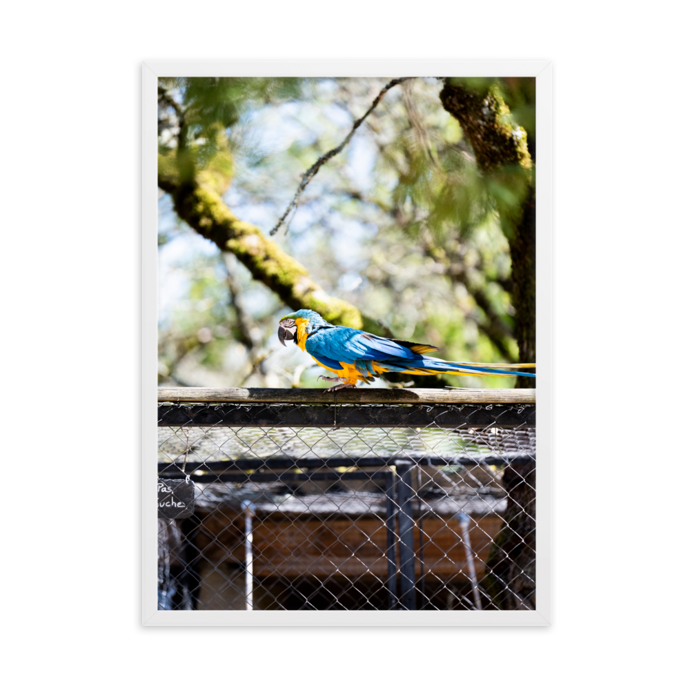 Poster mural - Ara Bleu – Photographie d'oiseau – Poster photographie, photographie murale et des posters muraux unique au monde. La boutique de posters créée par Yann Peccard un Photographe français.