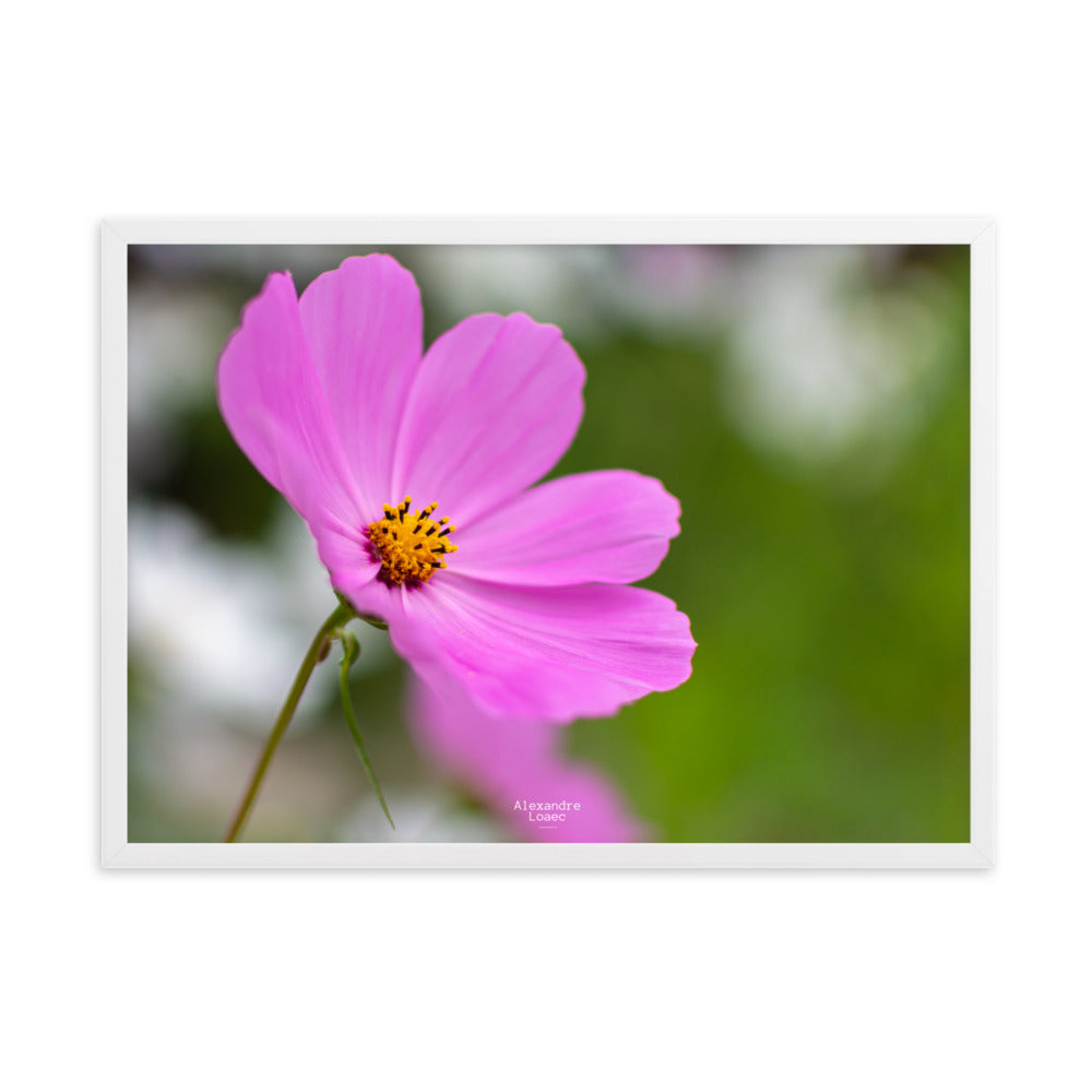 petite fleur face au lac d'Annecy 