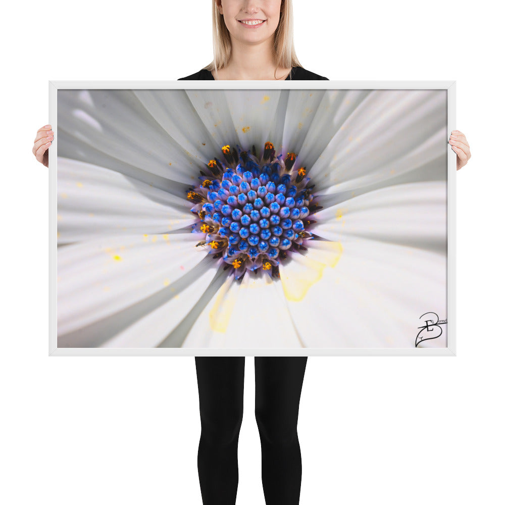 Poster macrophotographique 'Les Jupons de Marguerite' par Eli Bernet, révélant une immersion détaillée au cœur d'une marguerite, comme une abeille sur le point de butiner, encadrée élégamment pour un impact visuel naturel dans votre espace.