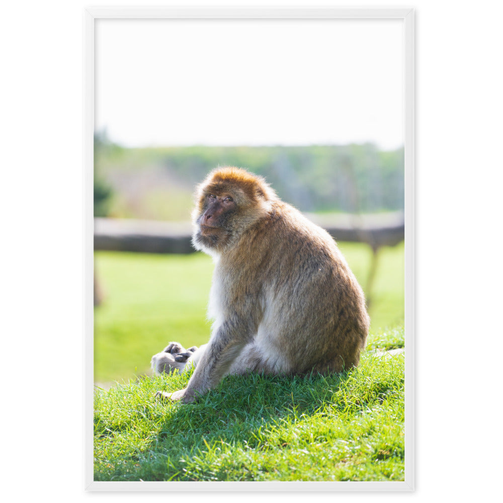 Dans le regard d'un macaque - Poster encadré - La boutique du poster Français