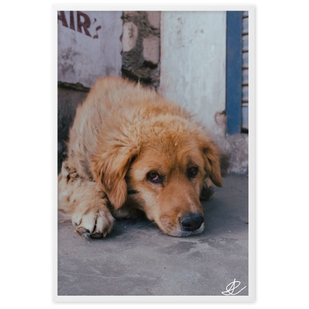 Photographie 'Chien Errant' par Ilan Shoham, montrant un chien errant dans les rues de Leh, Ladakh, capturant l'essence de la lutte quotidienne à travers l'œil fatigué du chien.