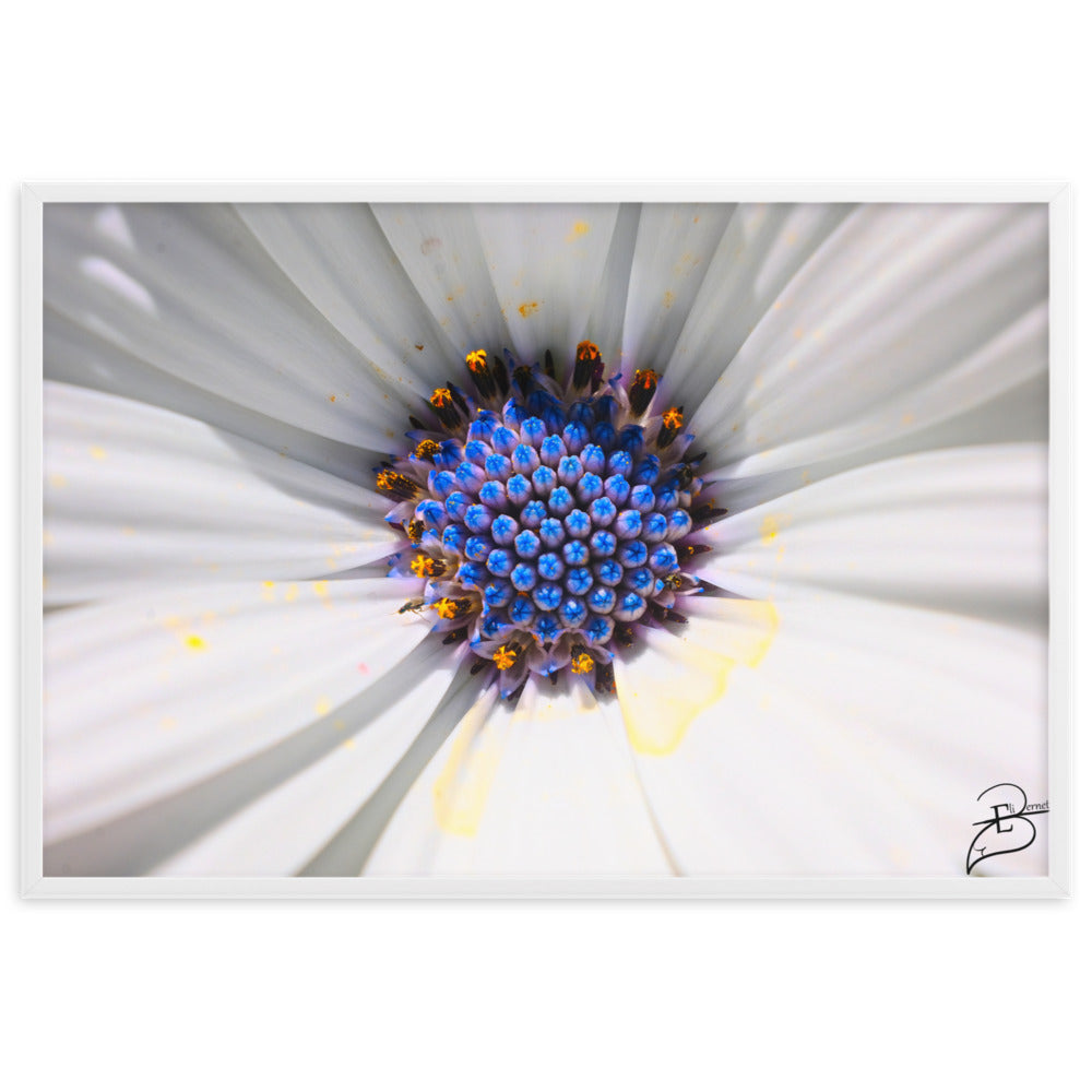 Poster macrophotographique 'Les Jupons de Marguerite' par Eli Bernet, révélant une immersion détaillée au cœur d'une marguerite, comme une abeille sur le point de butiner, encadrée élégamment pour un impact visuel naturel dans votre espace.