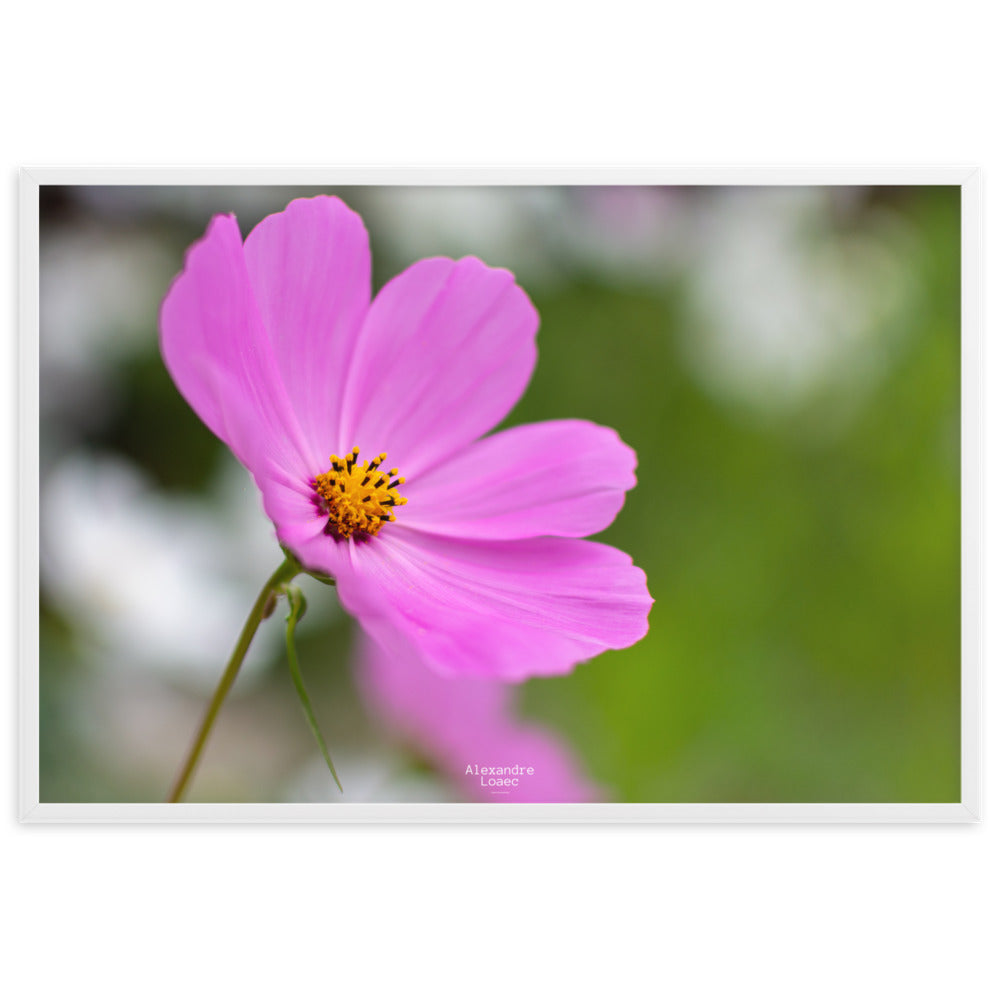 petite fleur face au lac d'Annecy 