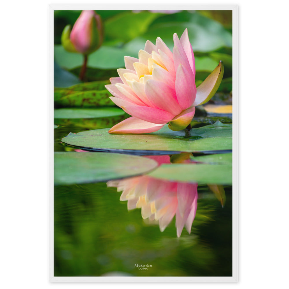 nénuphar dans les Jardins d'eau de Carsac