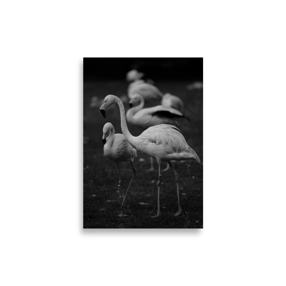 Flamant rose N03 - Poster - La boutique du poster Français