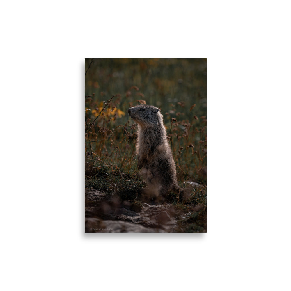 Marmotte curieuse sur un fond montagneux, illustrant la beauté de la faune, capturée avec précision par Brad_explographie.