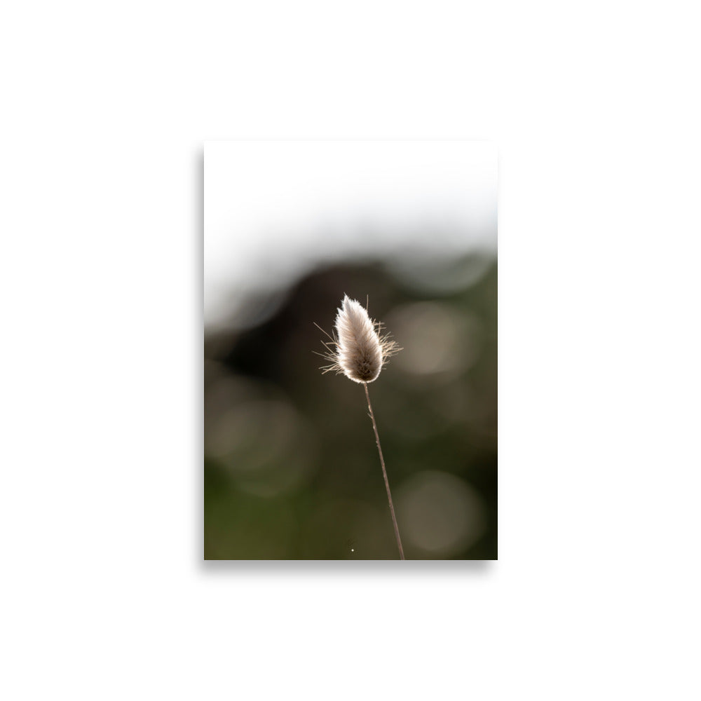 Photographie délicate 'Queue-de-lièvre', capturant de près la beauté et les détails fins d'une plante, créée par la photographe Yann Peccard.