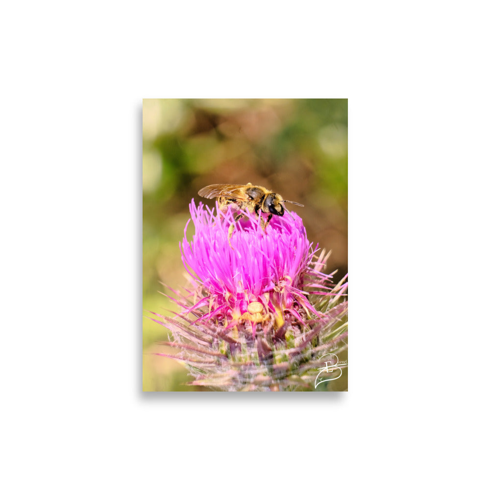 Photographie détaillée d'une abeille collectant du pollen sur une fleur de chardon marie, mettant en évidence la complexité de la nature, œuvre d'Eli Bernet.