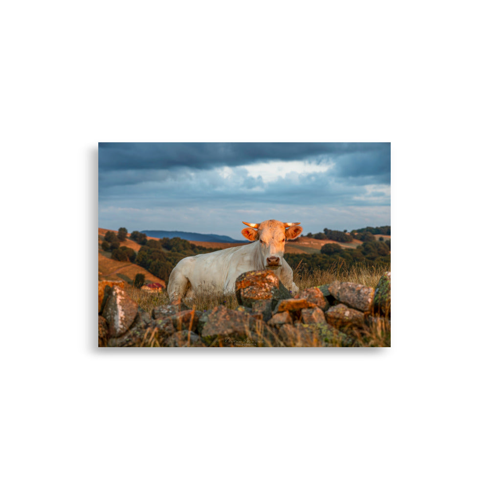 Poster 'Vache à l'Aube' illustrant une vache Charolaise entourée d'herbes hautes avec un fond montagneux au lever du soleil, photographié par Victor Marre.