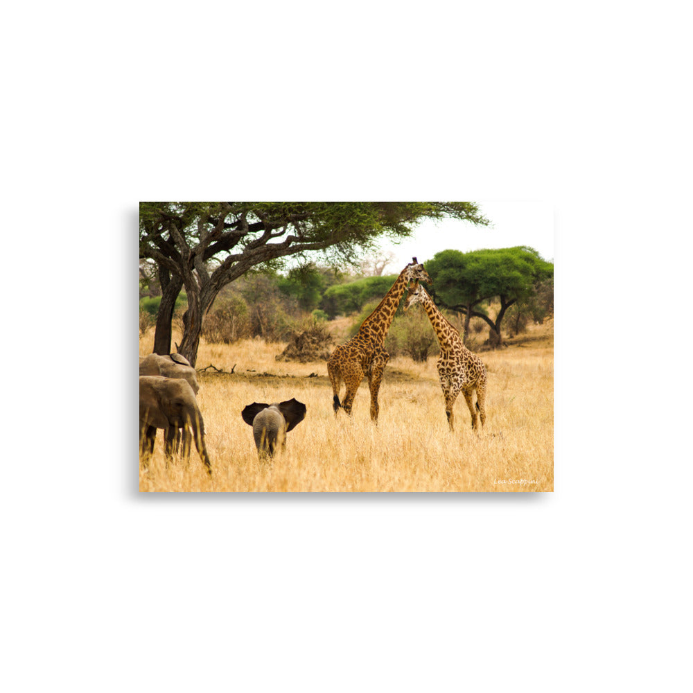 Poster "Savane" montrant un paysage africain avec des girafes et des éléphants, illustrant la beauté et la sérénité de la savane.