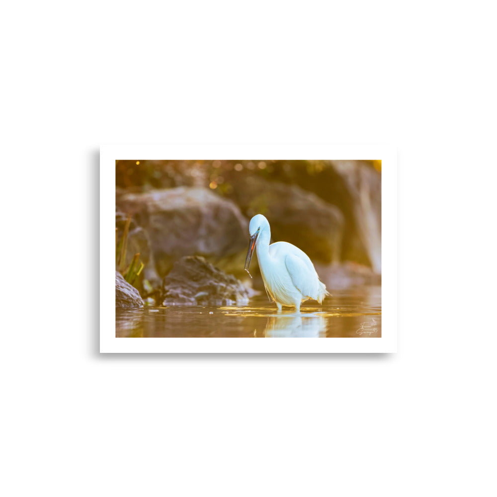 Aigrette