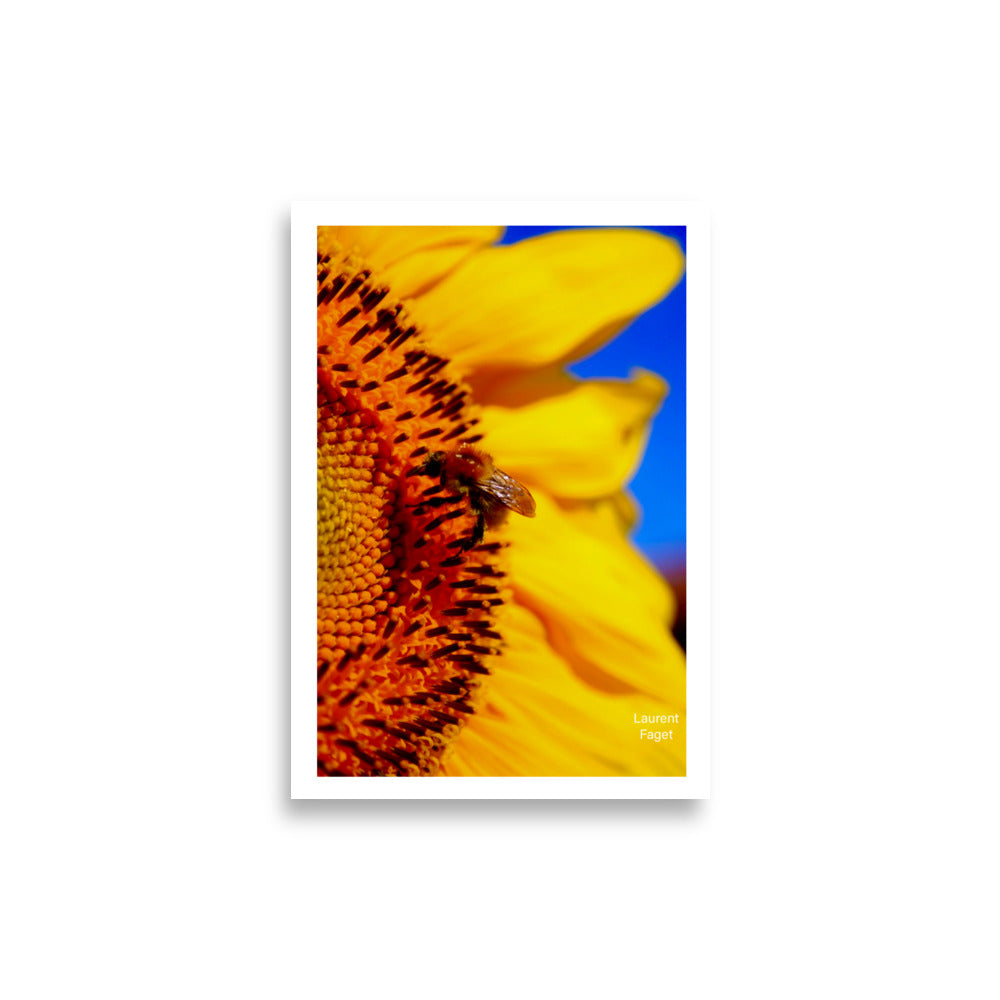 Photographie de Tournesol