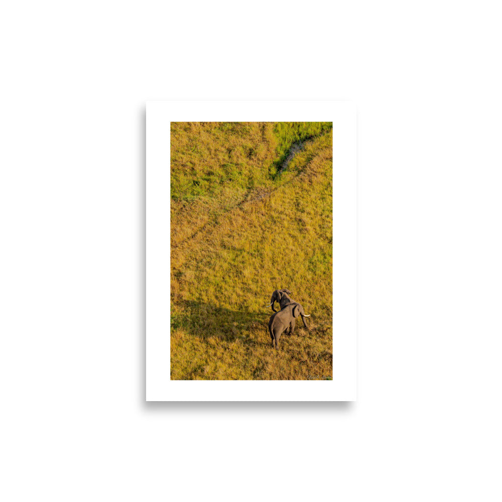 Poster d'éléphant en pleine nature en Afrique voici une photographie d'animaux sauvage 