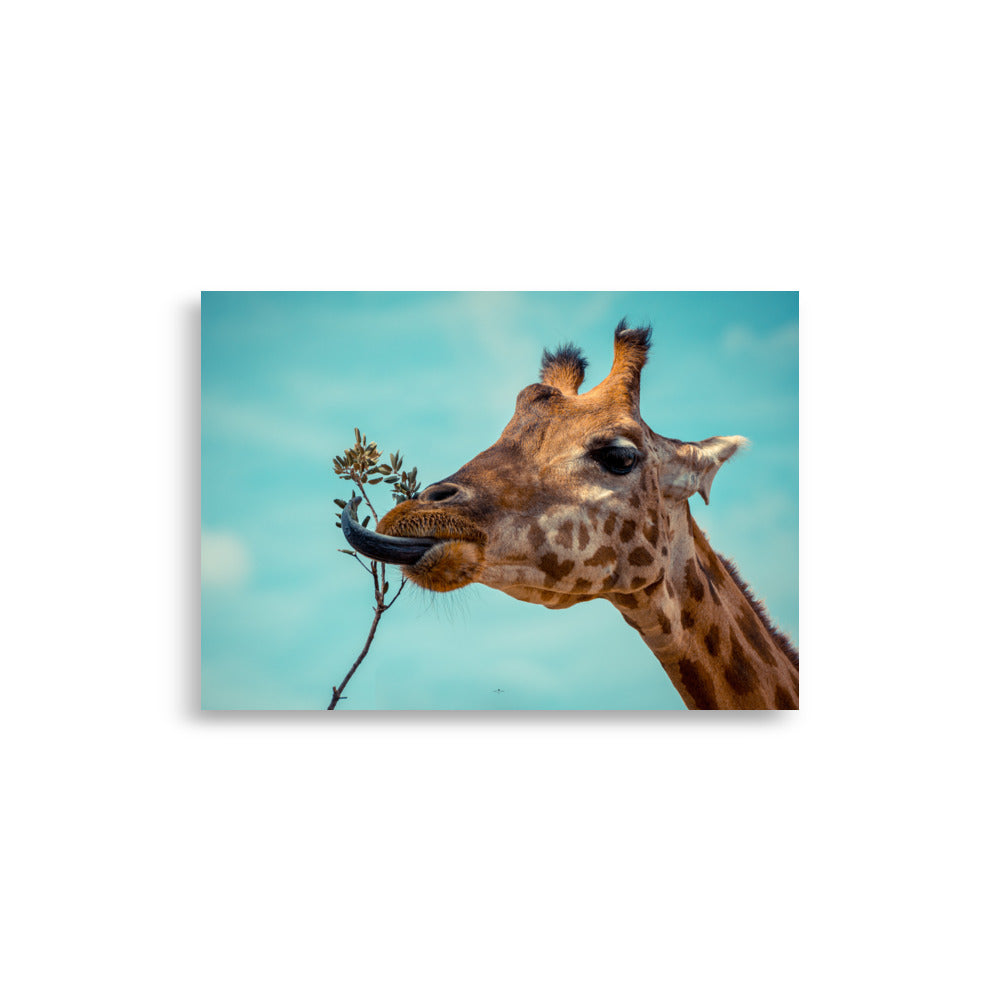 Poster photo - Girafe qui mange - Emmanuel Alpe - Affiche 21x30