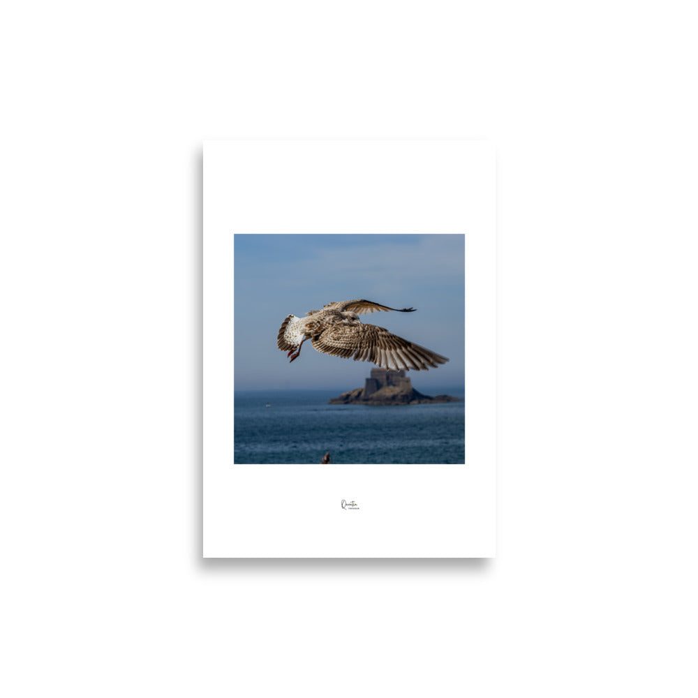 Poster Photo - Oiseau en plein vol au dessus de la mer - Par Quentin Trehour - Affiche 21x30