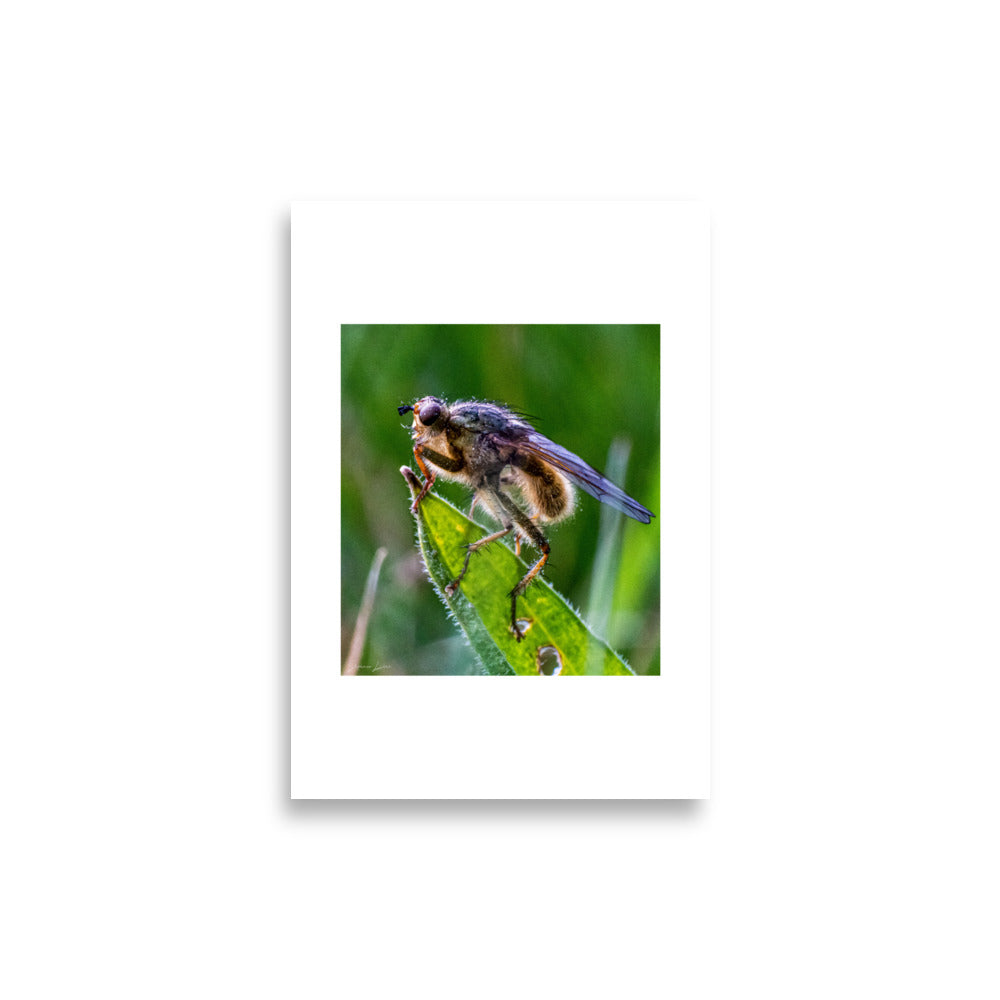 Poster photo macro - Insecte sur une plante - Mouche - Stéphane Lima - Affiche murale 21x30