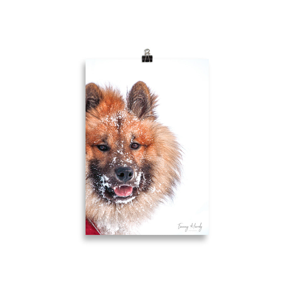 Poster Chien sous la neige