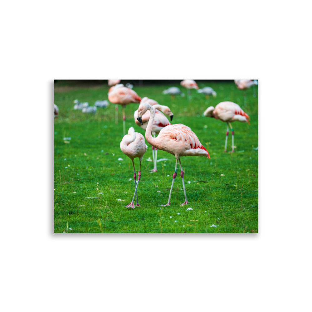 Poster de Flamant rose – Photographie animalière Poster XXL.