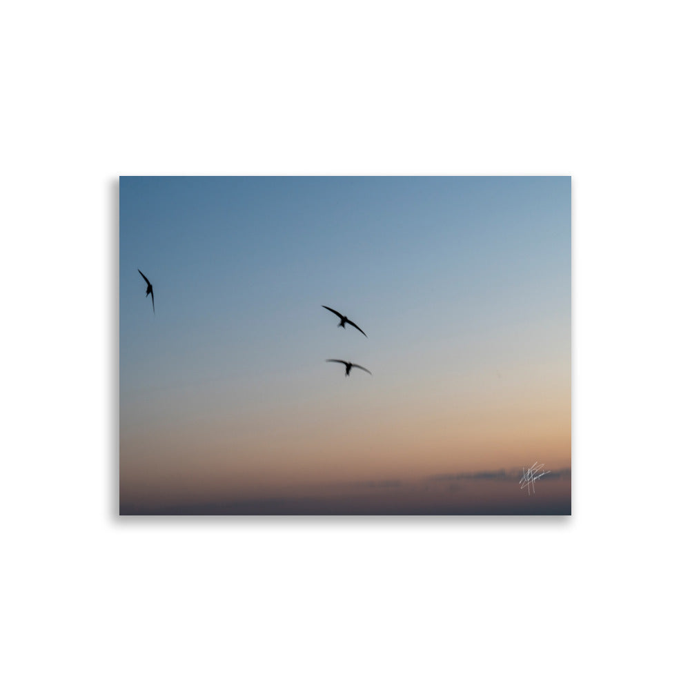 Trois oiseaux volant dans un ciel aux teintes de bleu, orange et jaune.