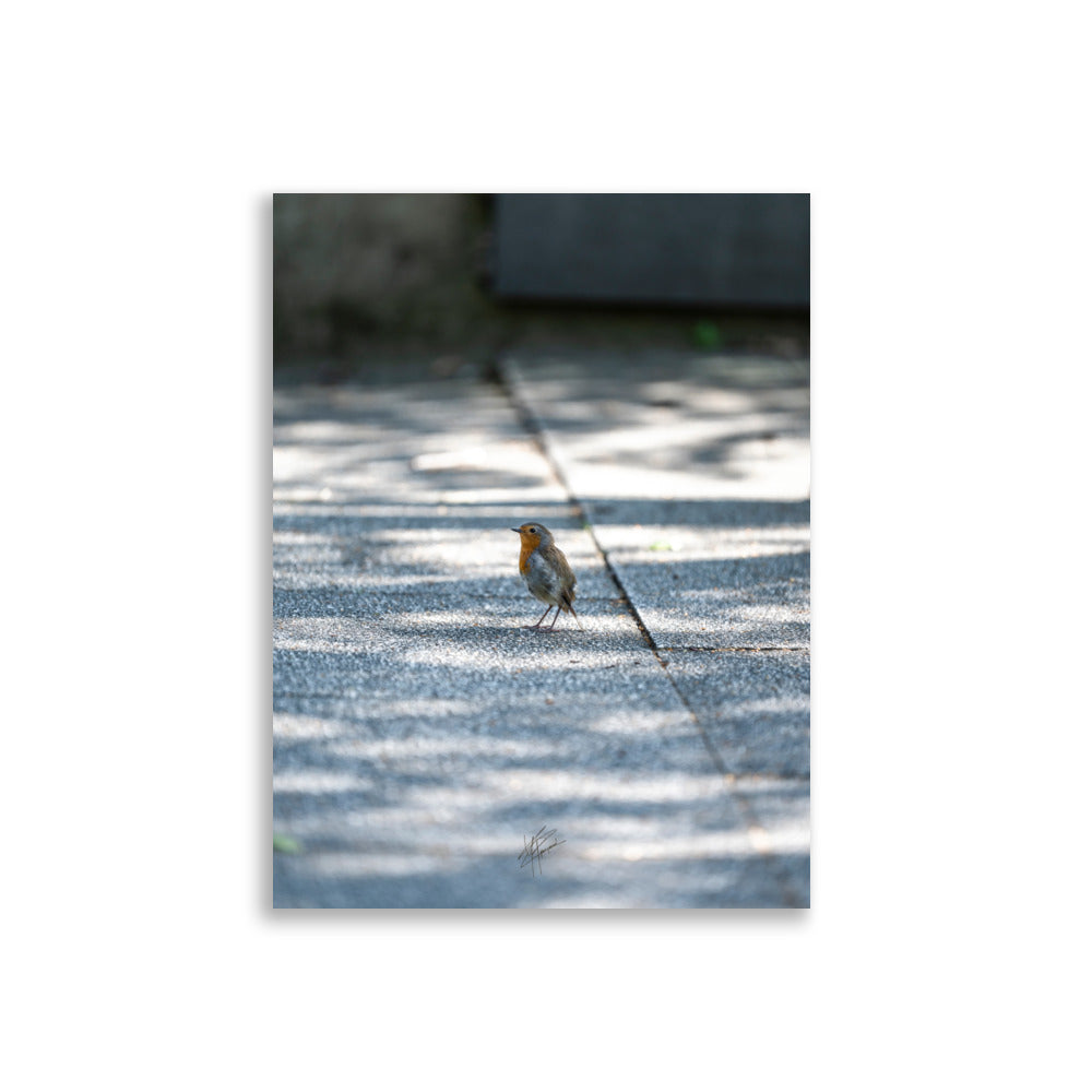 Photographie d'un rouge-gorge paisiblement posé sur une dalle au Parc André Citroën, symbolisant la sérénité naturelle au cœur de la ville.