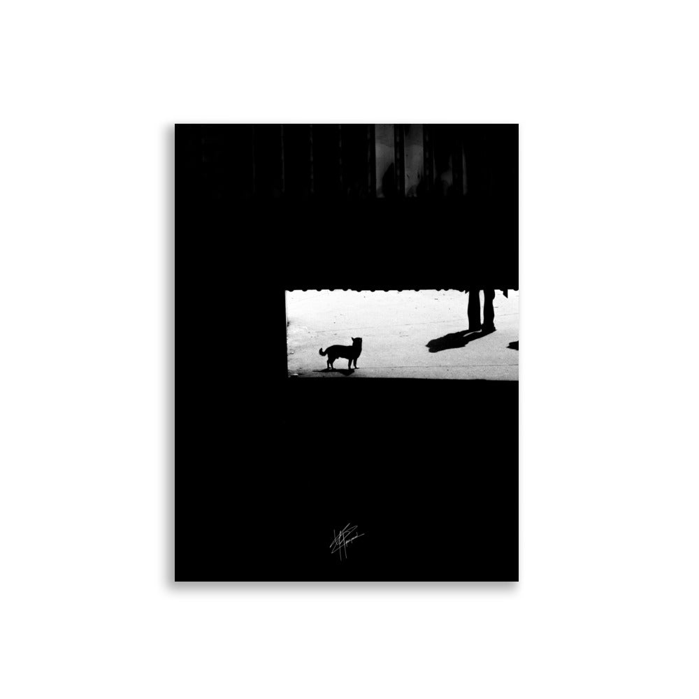 Chihuahua en noir et blanc, tapis dans l'ombre des escaliers près des quais de Bastille.