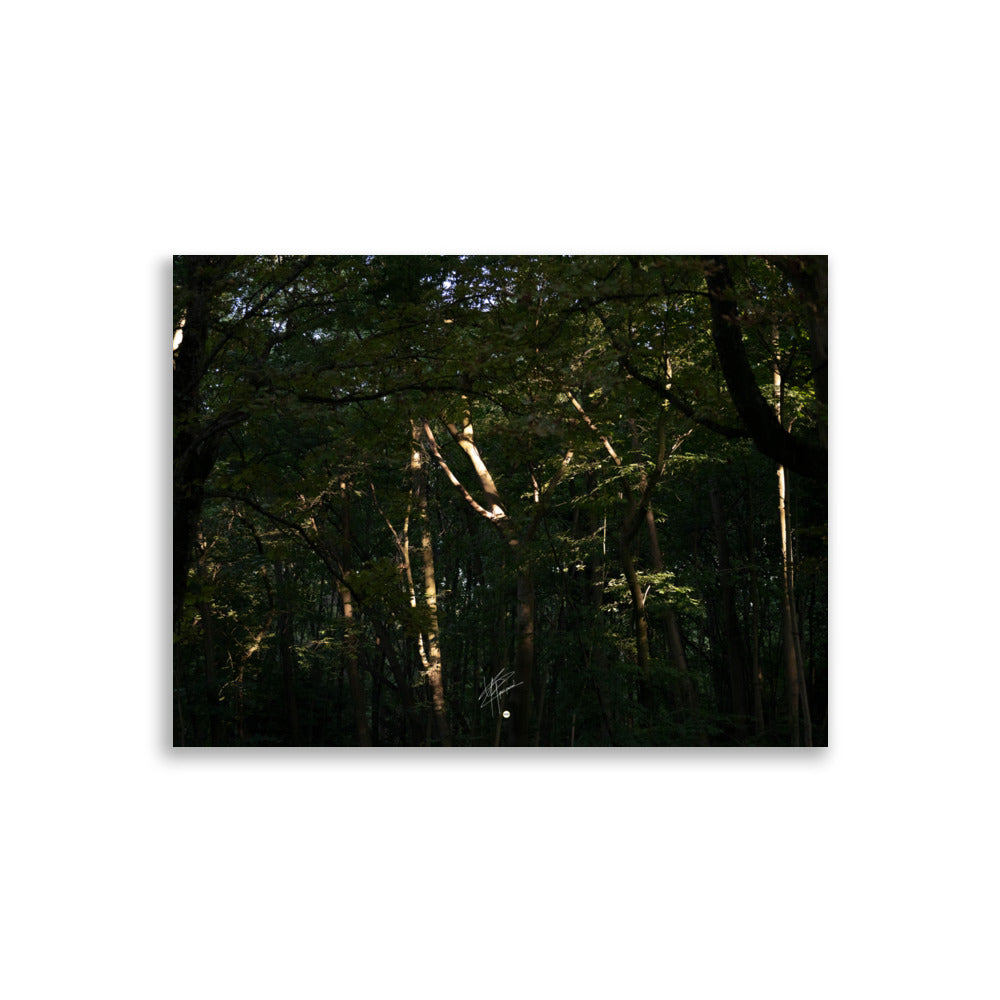 Photographie envoûtante d'une forêt dense, avec des rayons du soleil perçant la canopée, éclairant le sol forestier et les feuilles verdoyantes. Une évocation de la sérénité et de la beauté naturelle.