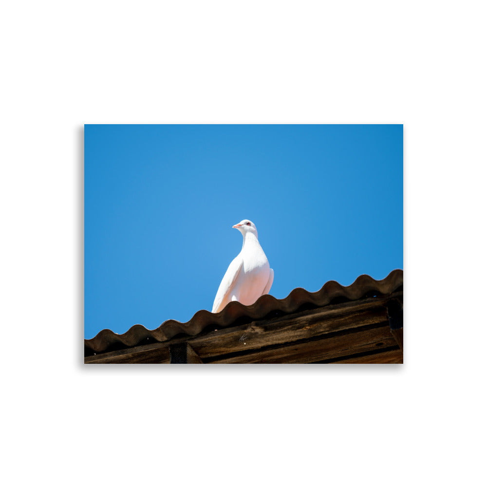 Photographie délicate 'Blanche Colombe' montrant un oiseau blanc en contemplation, imprimée sur papier haut de gamme.