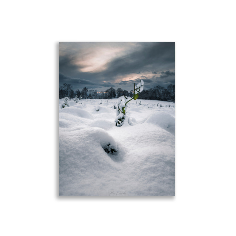 Photographie hivernale captivante montrant une plante verte solitaire au milieu d'un paysage enneigé, avec une forêt lointaine et un ciel nuageux en arrière-plan, œuvre de Florian Vaucher.