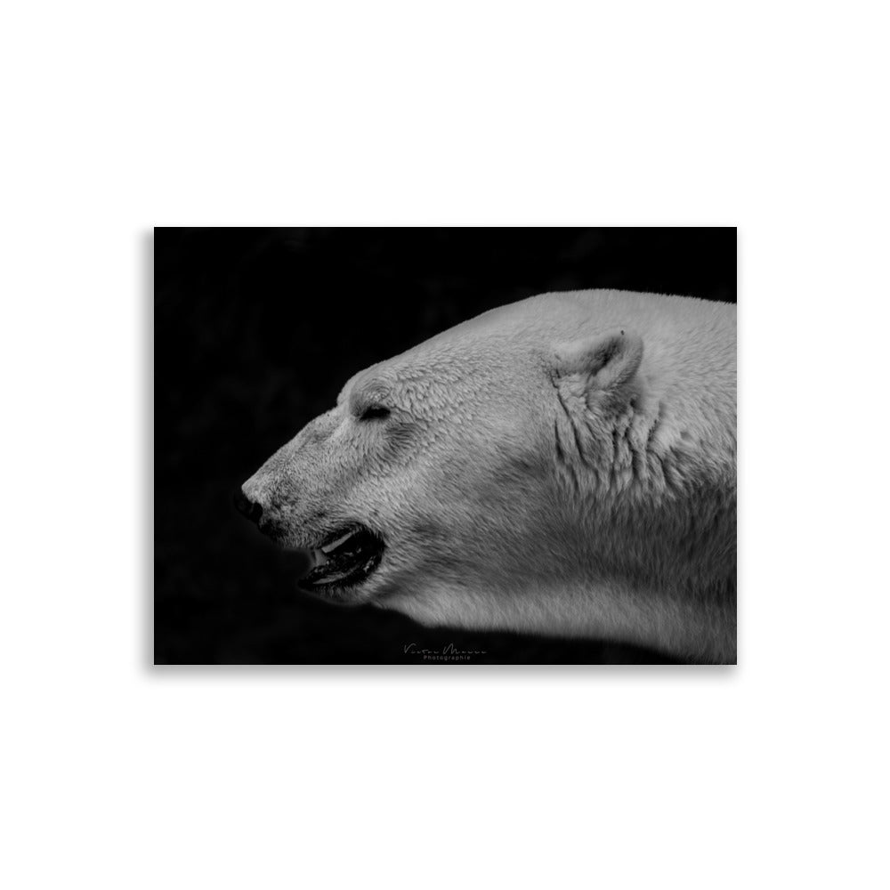 Portrait 'The White', capturant l'élégance et la puissance tranquille d'un ours polaire, son pelage blanc vibrant contrastant de manière saisissante avec un arrière-plan noir profond, créé par la photographe Victor Marre.