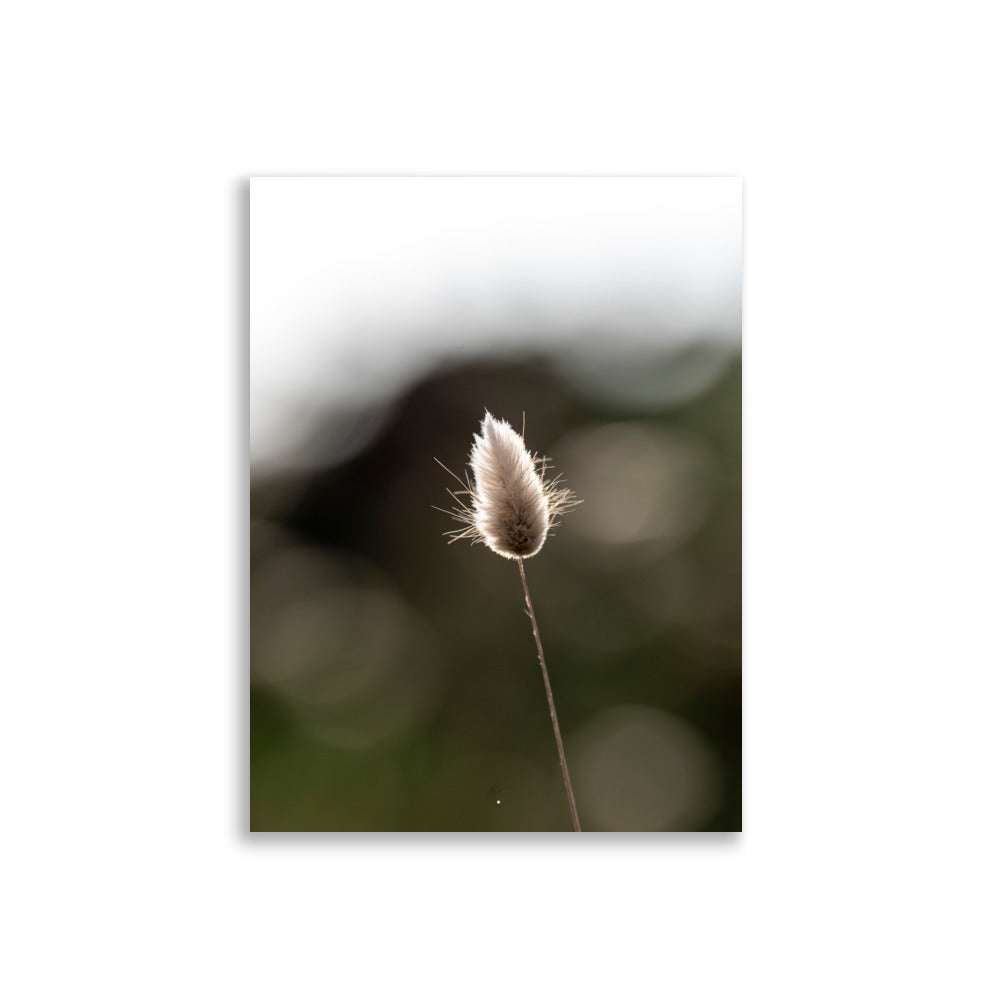 Photographie délicate 'Queue-de-lièvre', capturant de près la beauté et les détails fins d'une plante, créée par la photographe Yann Peccard.