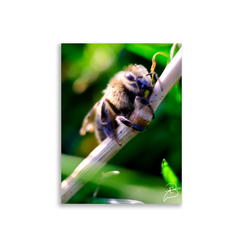 Photographie macro détaillée d'une abeille sauvage se posant sur une tige, capturant la complexité de sa structure, par Eli Bernet.