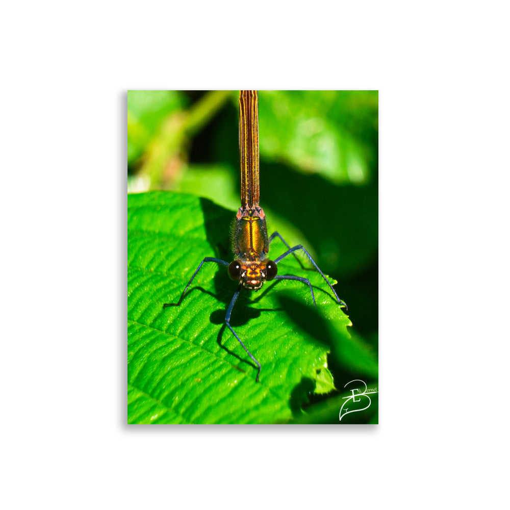 Photographie macro d'une femelle Libellule sur une feuille verte, les yeux fixant l'objectif, capturant la délicatesse de la nature, œuvre signée Eli Bernet.