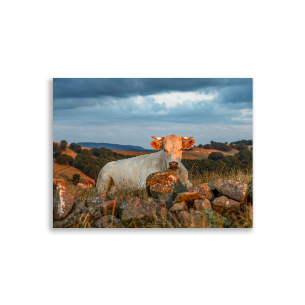 Poster 'Vache à l'Aube' illustrant une vache Charolaise entourée d'herbes hautes avec un fond montagneux au lever du soleil, photographié par Victor Marre.