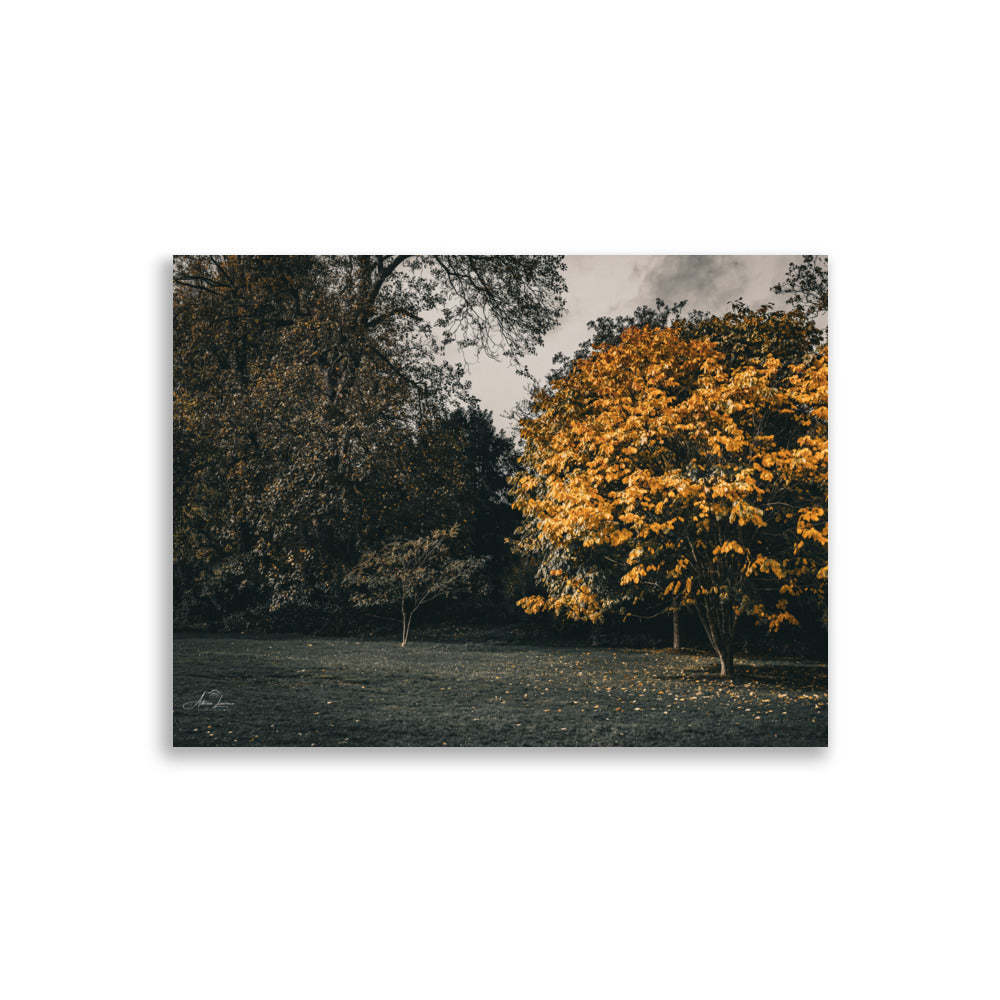 Photographie 'Arbre d'Automne' par Adrien Louraco, illustrant un arbre aux feuilles jaunes éclatantes sous un ciel clair.