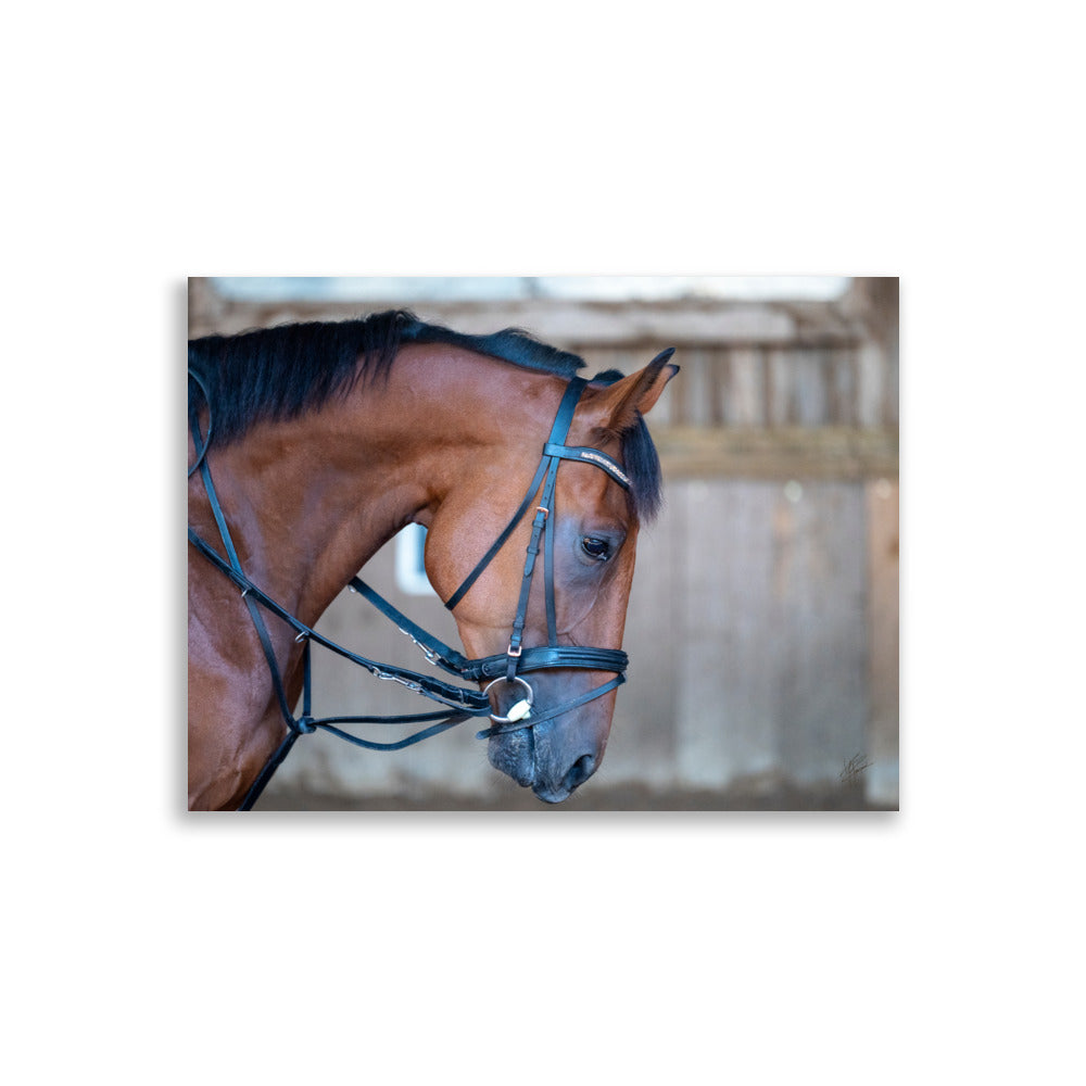 Photographie 'Évasion à Crinière' par Yann Peccard, capturant l'élégance et la puissance d'un cheval marron en gros plan.