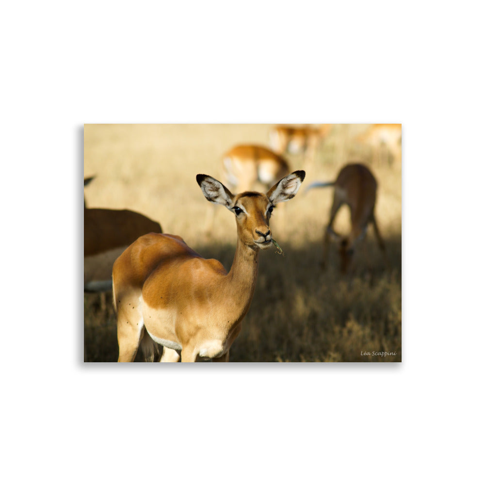 Image détaillée de la "Gazelle du Serengeti", capturée par Léa Scappini, mettant en lumière la grâce et la beauté naturelle de ces animaux emblématiques des savanes africaines.