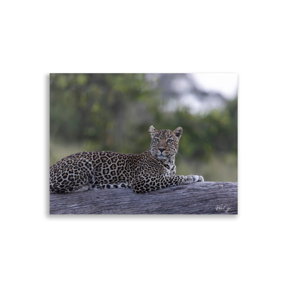 Photographie d'une léoparde reposant sur un tronc d'arbre dans le bush, capturée par Valérie et Cyril Buffel, soulignant sa grâce naturelle et sa beauté sauvage.