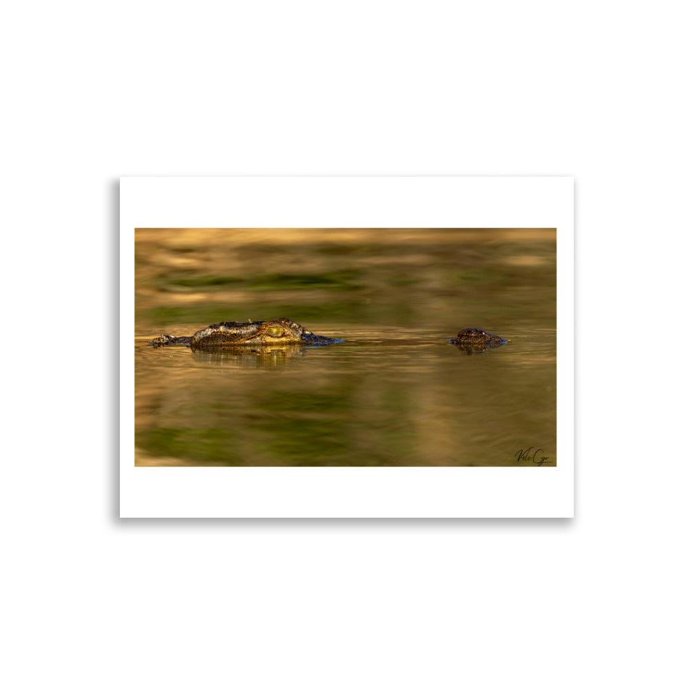 Poster photo crocodile