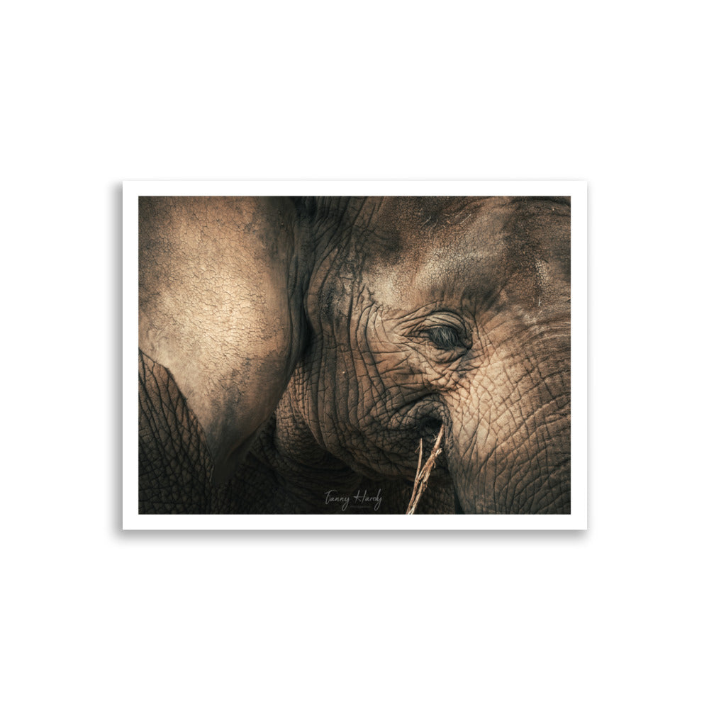 Poster éléphant