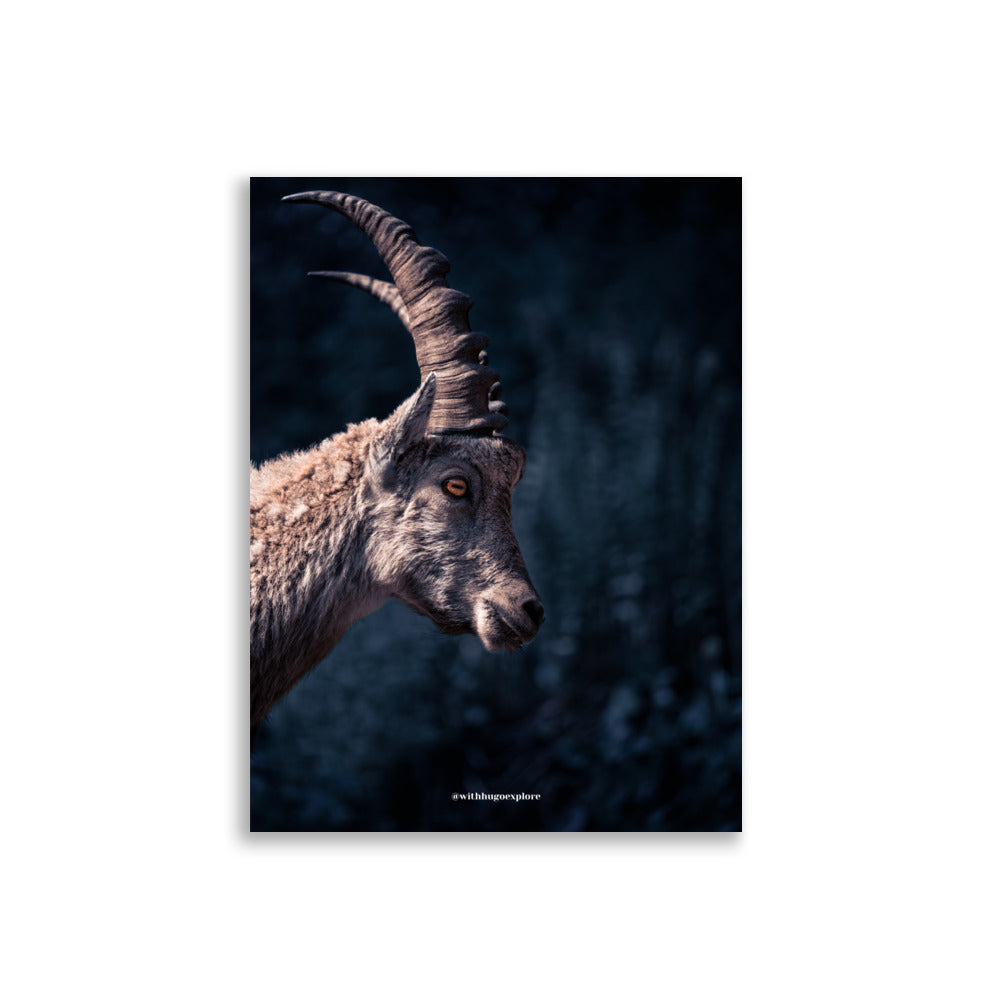 Poster animaux des montagnes