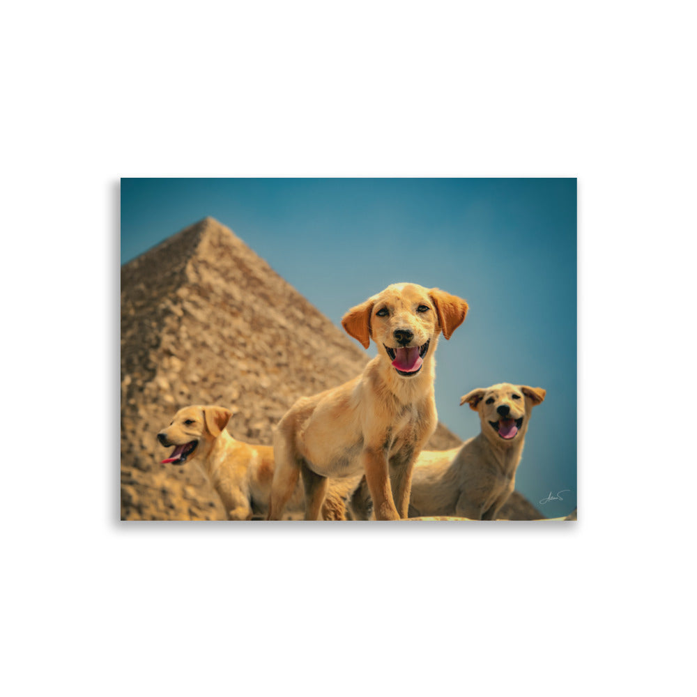 Chiots en egypte