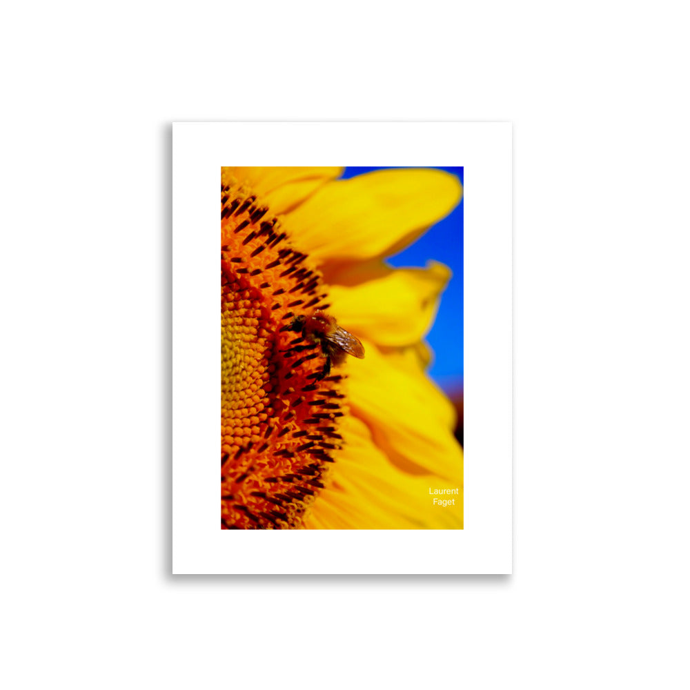 Abeille sur fleur de Tournesol