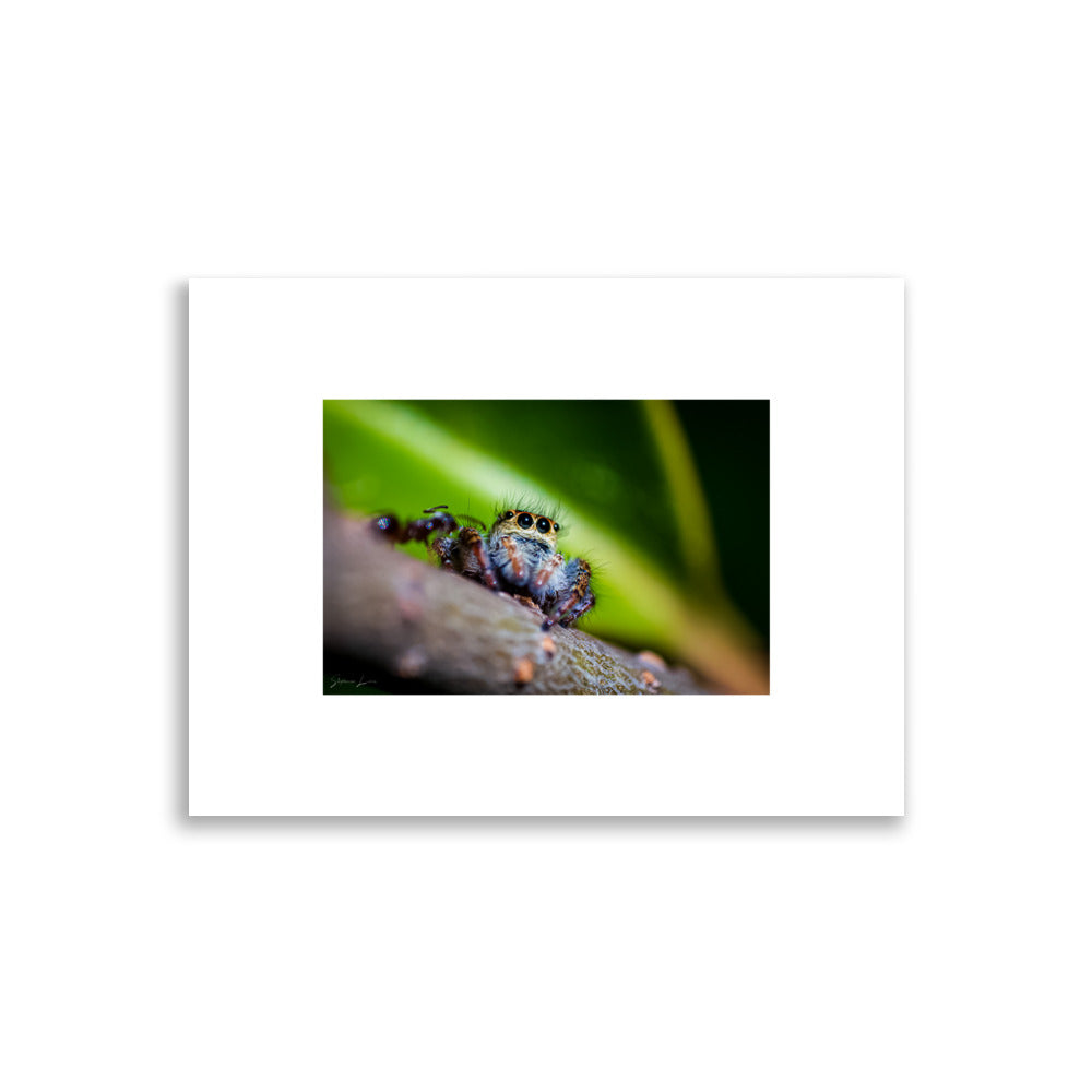 Posters et Affiches Macro Photographie