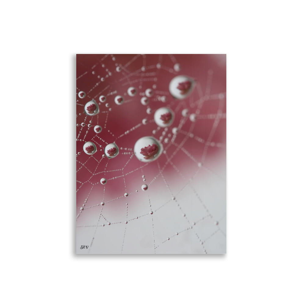 Affiche photo goutte d'eau reflet d'une rose 30x40