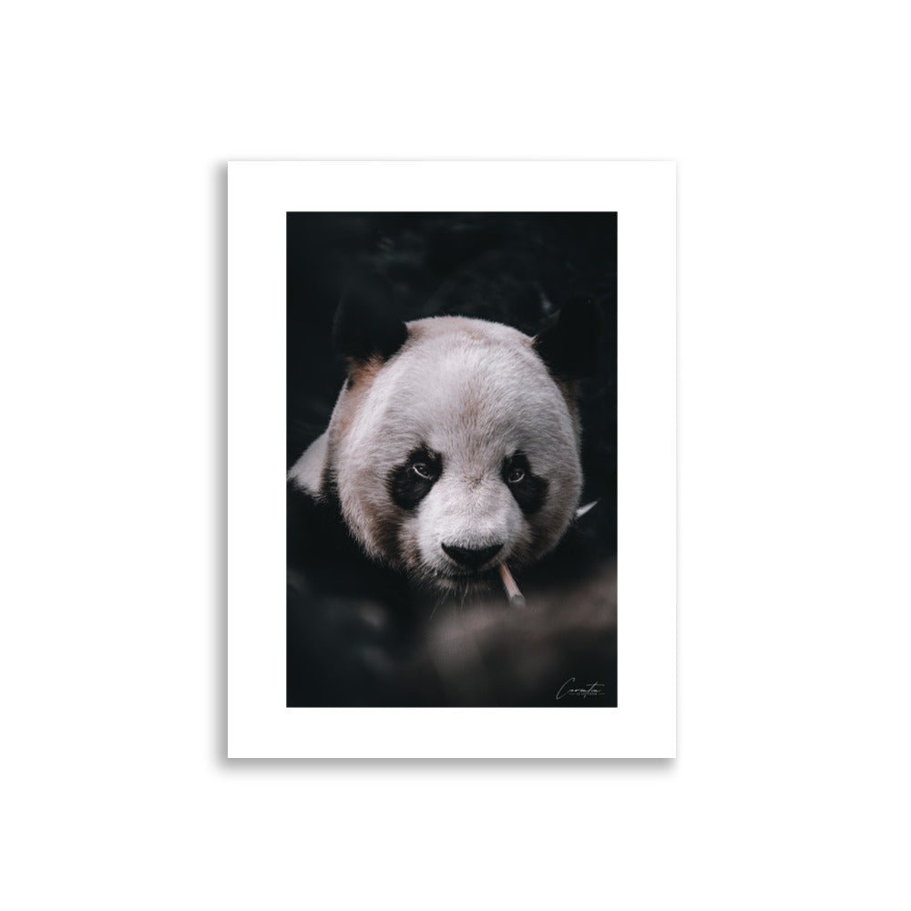 Poster photo - Panda qui fume - Corentin Lepvrier - Affiche 30x40