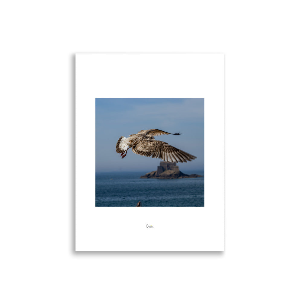 Poster Photo - Oiseau en plein vol au dessus de la mer - Par Quentin Trehour - Affiche 30x40