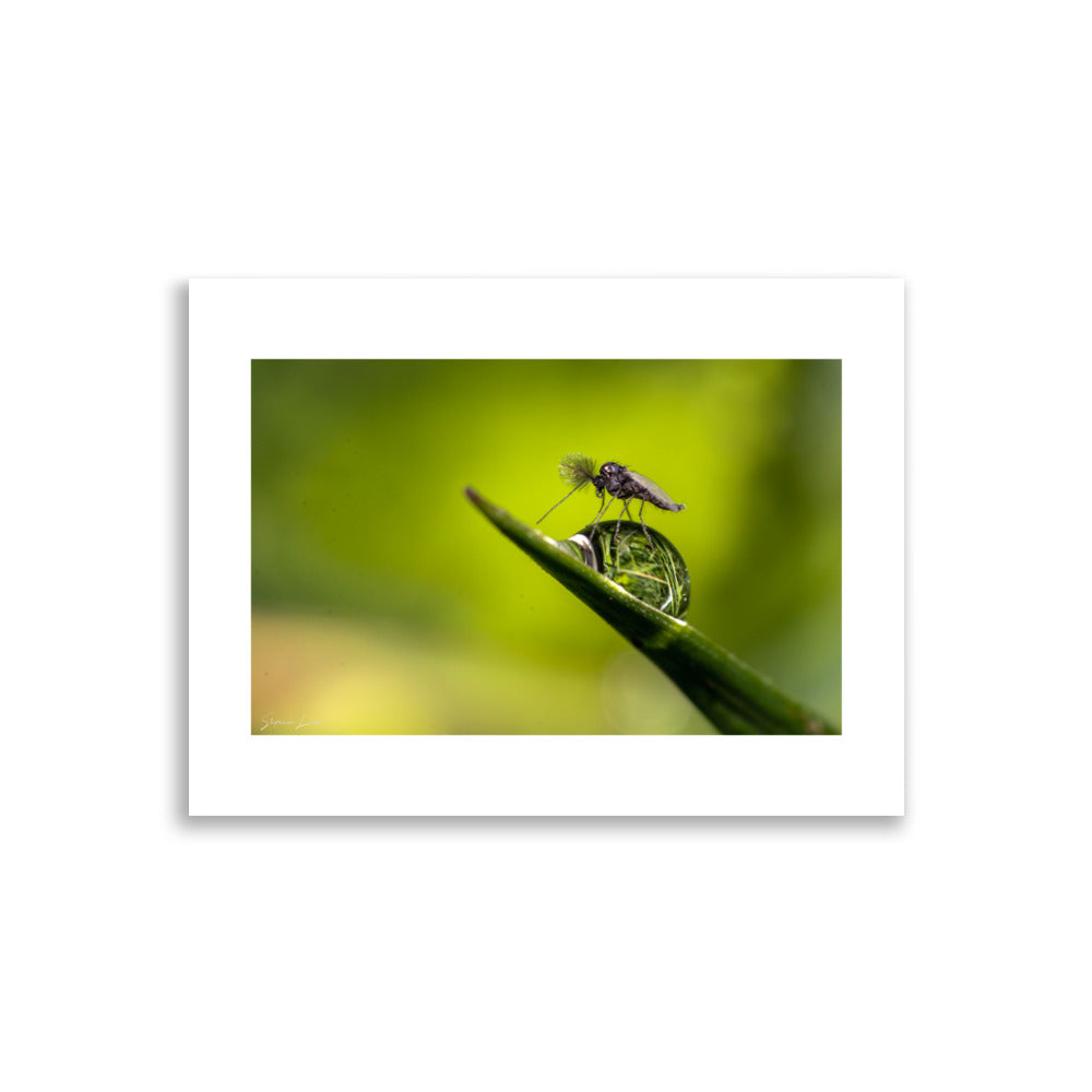 Poster photo - Macrophoto insecte sur une feuille - Stéphane Lima - Affiche 30x40