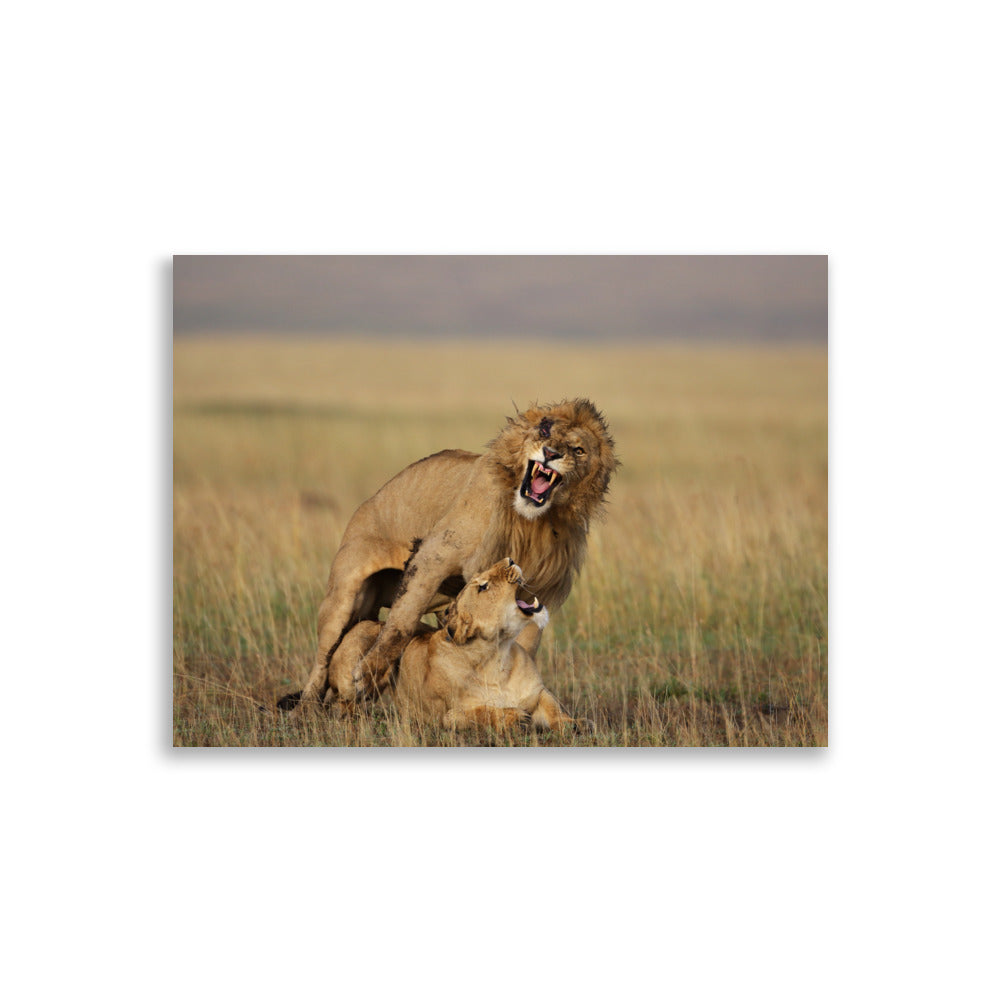 Poster photo - SCARFACE - Tony Crocetta - Photographie animalière d'un Lion et d'une Lionne dans la savane - Affiche 30x40