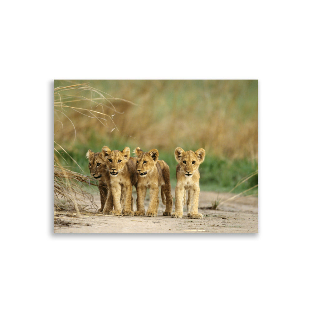 Poster Photo - Des Lionceaux dans la nature - Tony Crocetta - Affiche 30x40